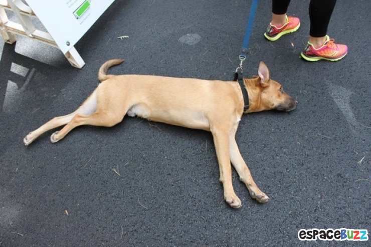 Illustration de l'article : 10 chiens qui refusent catégoriquement de faire un pas de plus!