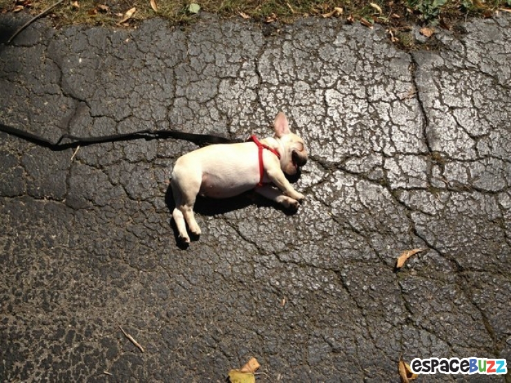 Illustration de l'article : 10 chiens qui refusent catégoriquement de faire un pas de plus!