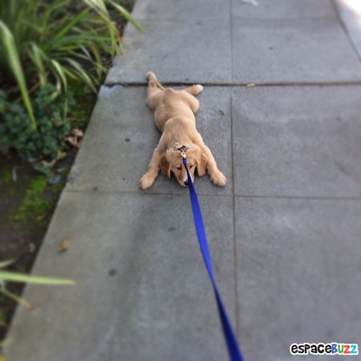 Illustration de l'article : 10 chiens qui refusent catégoriquement de faire un pas de plus!