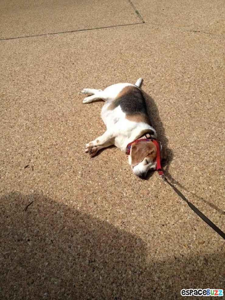 Illustration de l'article : 10 chiens qui refusent catégoriquement de faire un pas de plus!