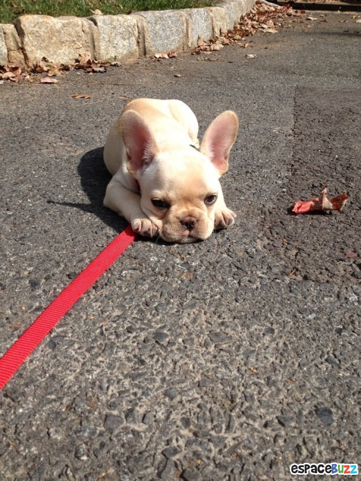 Illustration de l'article : 10 chiens qui refusent catégoriquement de faire un pas de plus!