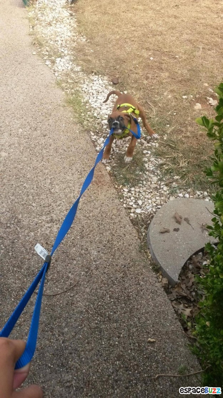 Illustration de l'article : 10 chiens qui refusent catégoriquement de faire un pas de plus!