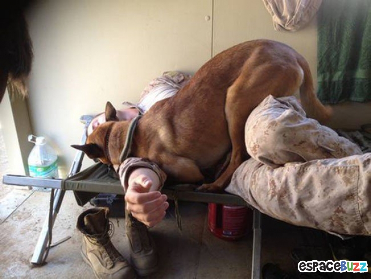 Illustration de l'article : Top 15 de chiens qui s'installent là où bon leur semble