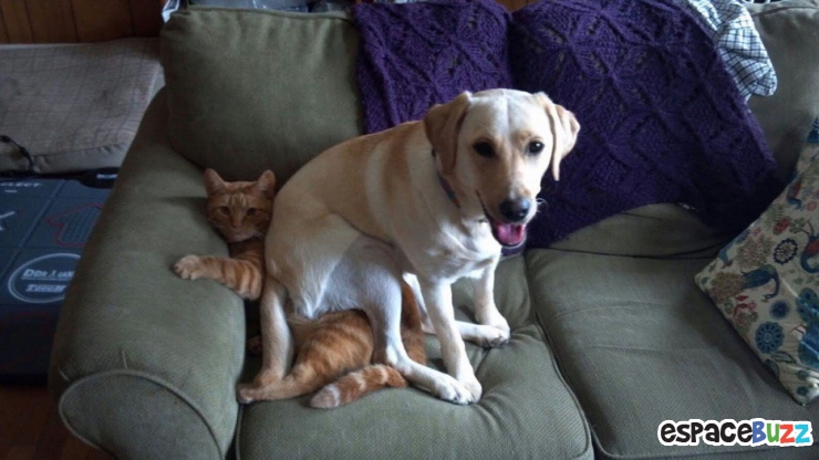 Illustration de l'article : Top 15 de chiens qui s'installent là où bon leur semble