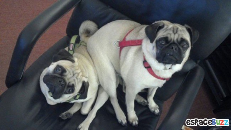 Illustration de l'article : Top 15 de chiens qui s'installent là où bon leur semble