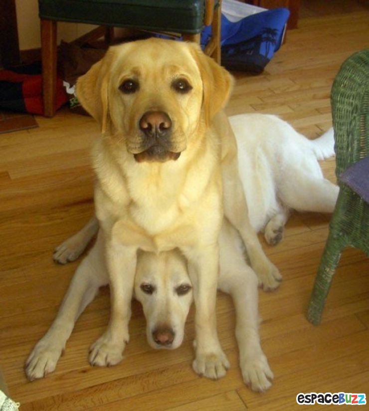 Illustration de l'article : Top 15 de chiens qui s'installent là où bon leur semble