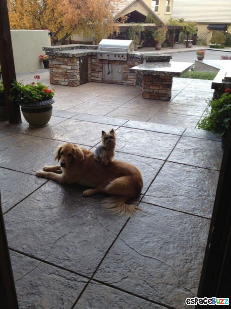 Illustration de l'article : Top 15 de chiens qui s'installent là où bon leur semble