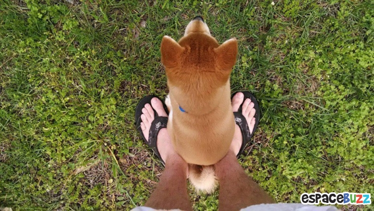 Illustration de l'article : Top 15 de chiens qui s'installent là où bon leur semble