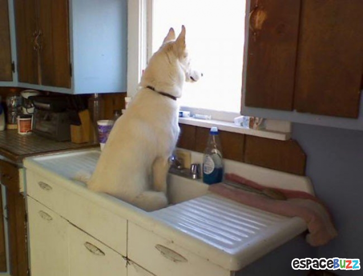 Illustration de l'article : Top 15 de chiens qui s'installent là où bon leur semble