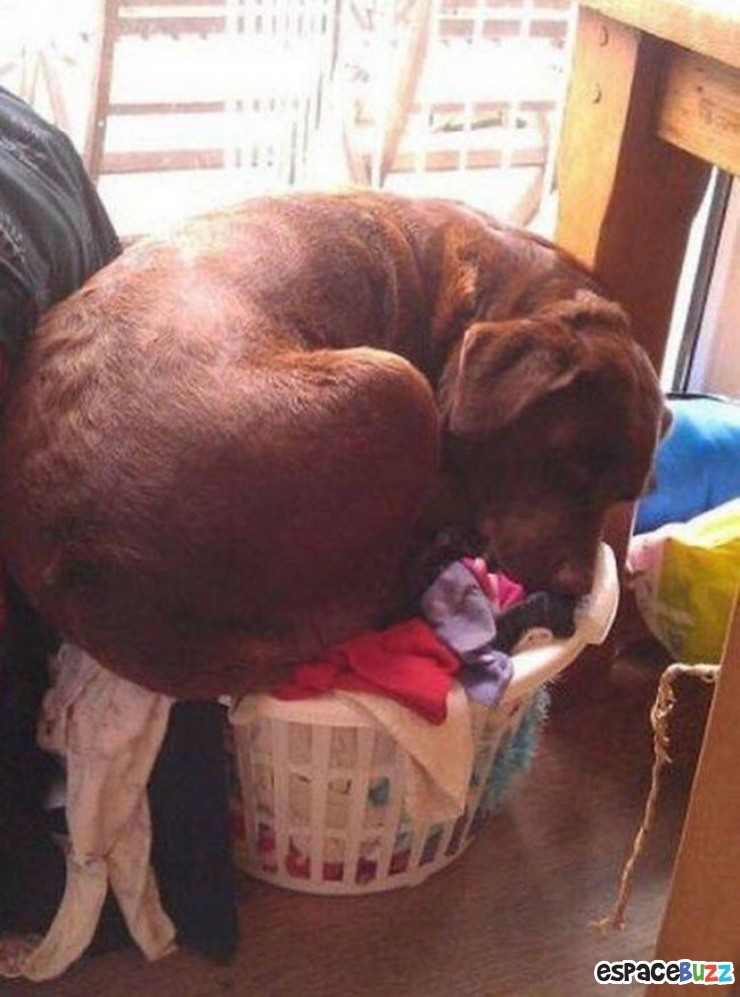 Illustration de l'article : Top 15 de chiens qui s'installent là où bon leur semble