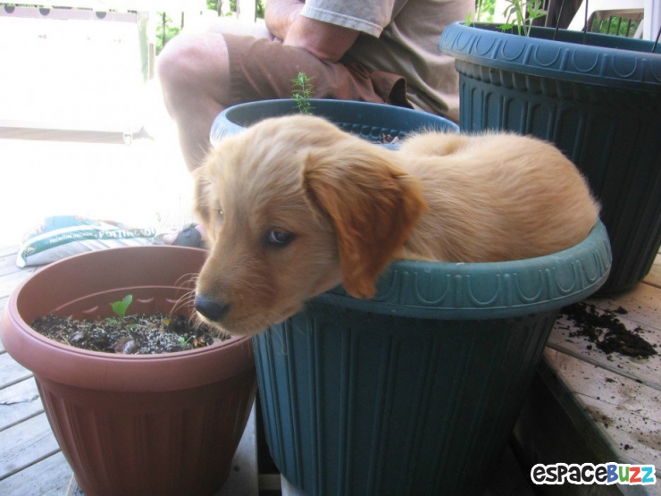 Illustration de l'article : Top 15 de chiens qui s'installent là où bon leur semble