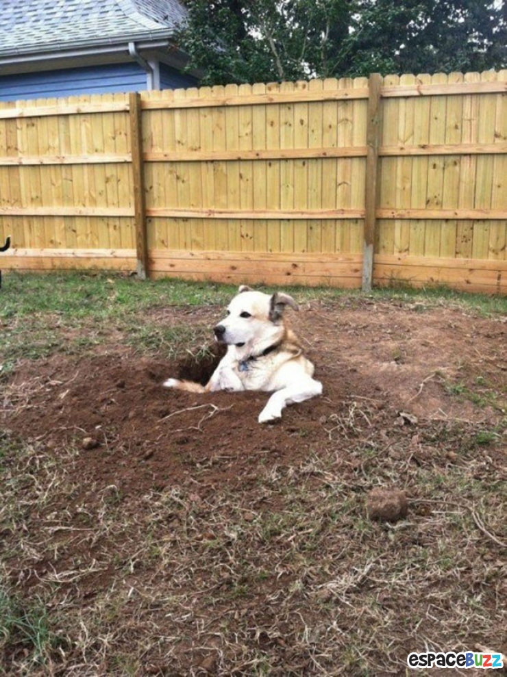 Illustration de l'article : Top 15 de chiens qui s'installent là où bon leur semble