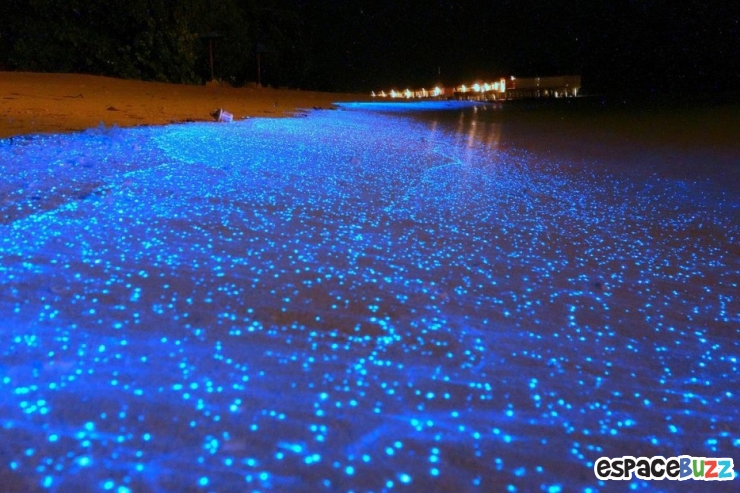 Illustration de l'article : Top 10 des plages uniques en leurs genres