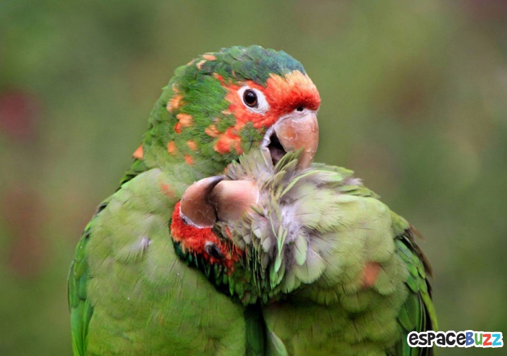 Illustration de l'article : Top 15 des photos d'animaux les plus impressionnantes!