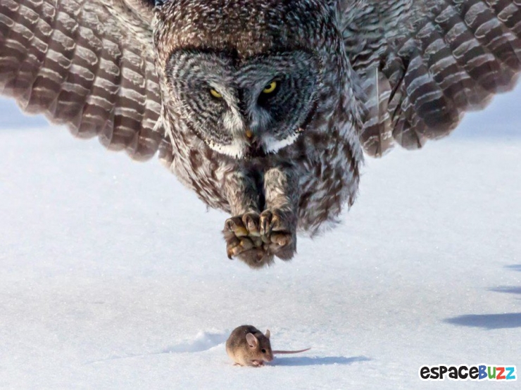 Illustration de l'article : Top 15 des photos d'animaux les plus impressionnantes!