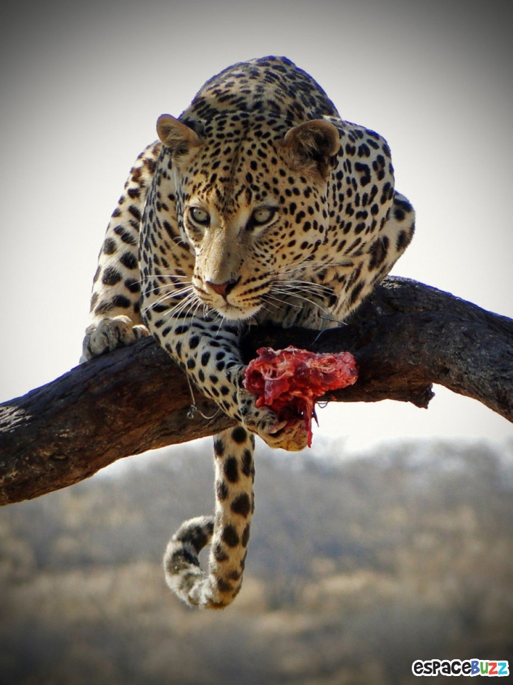 Illustration de l'article : Top 15 des photos d'animaux les plus impressionnantes!