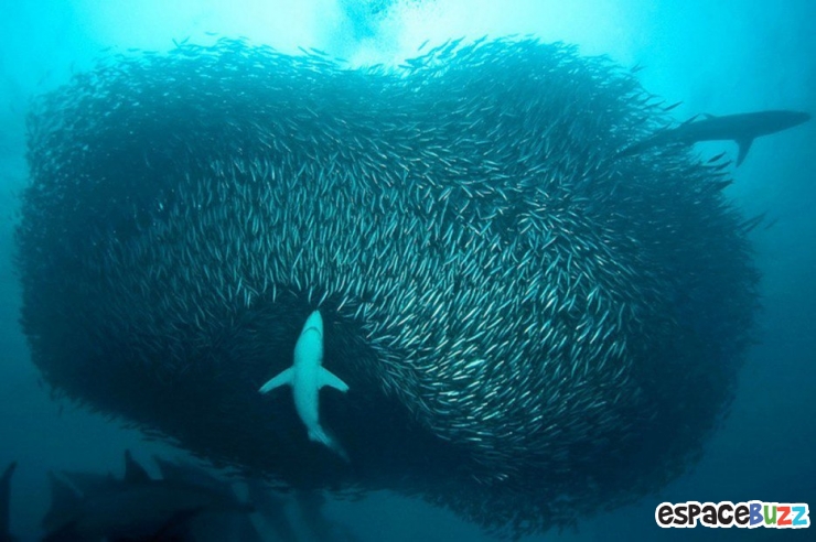 Illustration de l'article : Top 15 des photos d'animaux les plus impressionnantes!