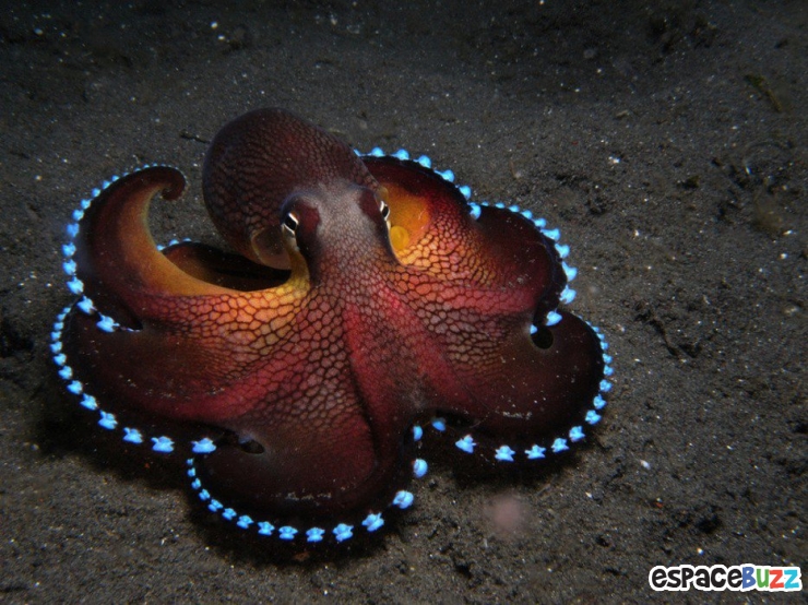 Illustration de l'article : Top 15 des photos d'animaux les plus impressionnantes!