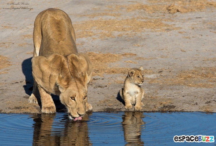 Illustration de l'article : Top 15 des photos d'animaux les plus impressionnantes!