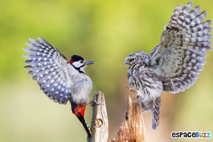 Illustration de l'article : Top 15 des photos d'animaux les plus impressionnantes!