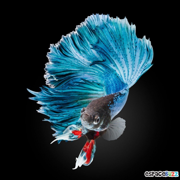 Illustration de l'article : Top 15 des photos d'animaux les plus impressionnantes!