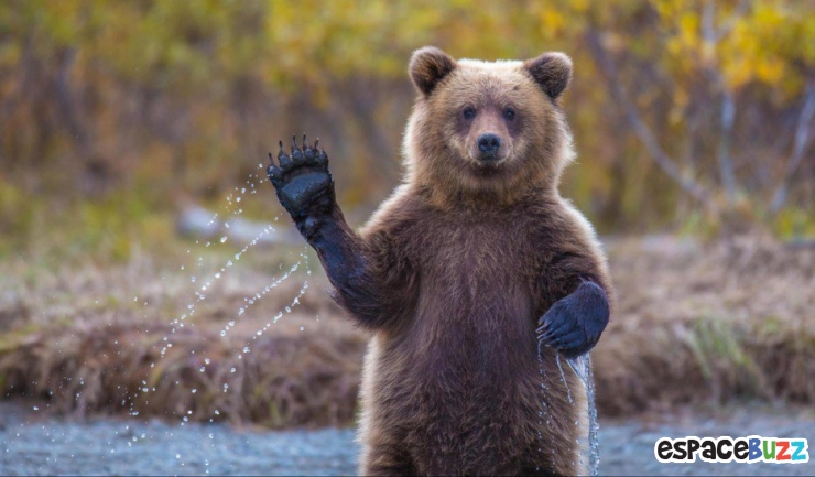 Illustration de l'article : Top 15 des photos d'animaux les plus impressionnantes!