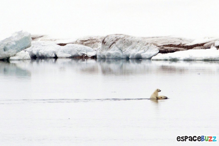Illustration de l'article : Top 15 des photos d'animaux les plus impressionnantes!