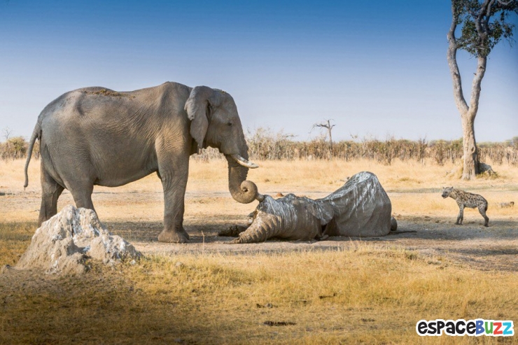 Illustration de l'article : Top 15 des photos d'animaux les plus impressionnantes!