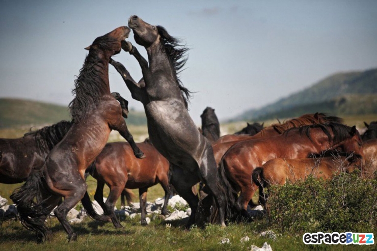 Illustration de l'article : Top 15 des photos d'animaux les plus impressionnantes!