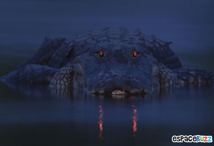 Illustration de l'article : Top 15 des photos d'animaux les plus impressionnantes!