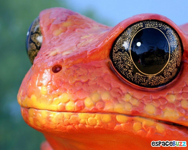 Illustration de l'article : Top 15 des photos d'animaux les plus impressionnantes!
