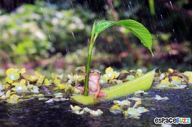 Illustration de l'article : Top 15 des photos d'animaux les plus impressionnantes!