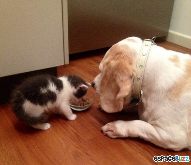 Illustration de l'article : Heureux comme chiens et chats : le Top 15