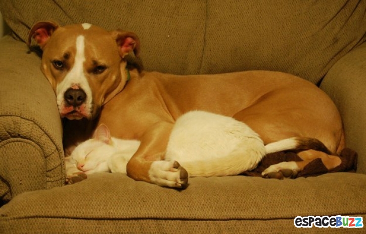 Illustration de l'article : Heureux comme chiens et chats : le Top 15