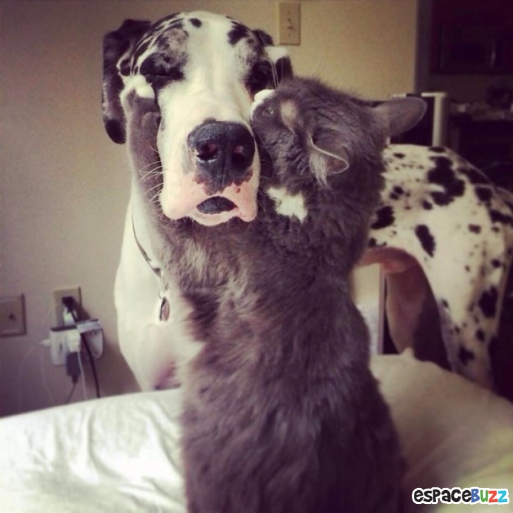 Illustration de l'article : Heureux comme chiens et chats : le Top 15