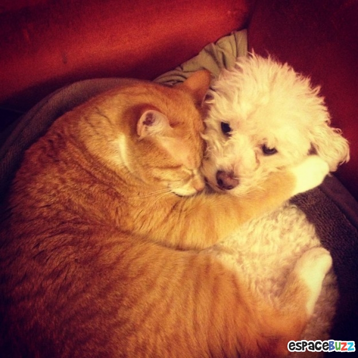 Illustration de l'article : Heureux comme chiens et chats : le Top 15