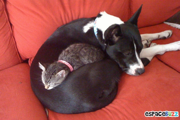 Illustration de l'article : Heureux comme chiens et chats : le Top 15