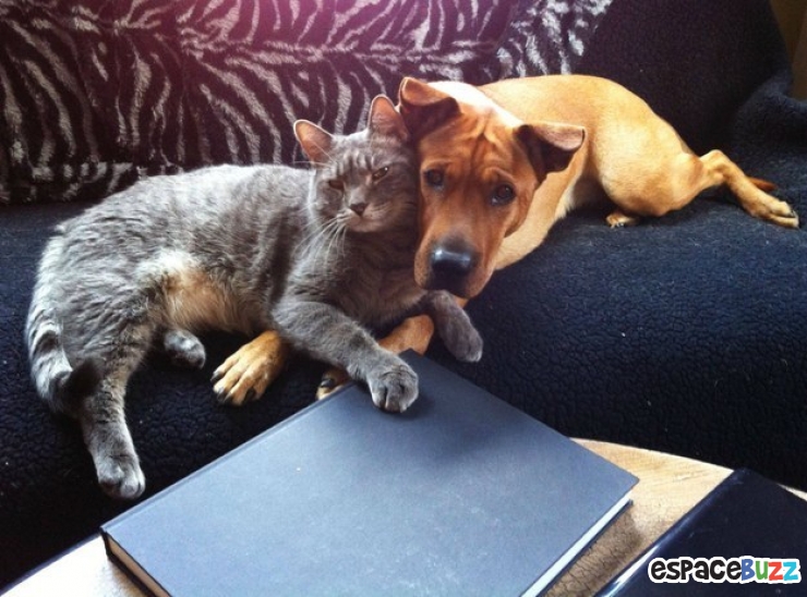 Illustration de l'article : Heureux comme chiens et chats : le Top 15