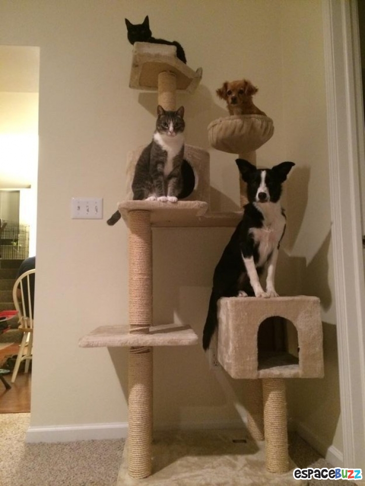 Illustration de l'article : Heureux comme chiens et chats : le Top 15