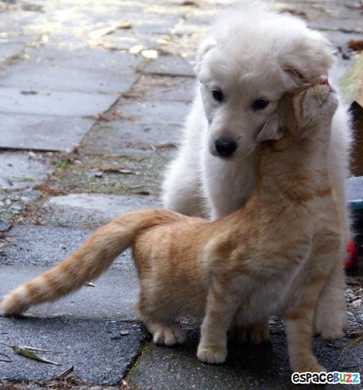 Illustration de l'article : Heureux comme chiens et chats : le Top 15