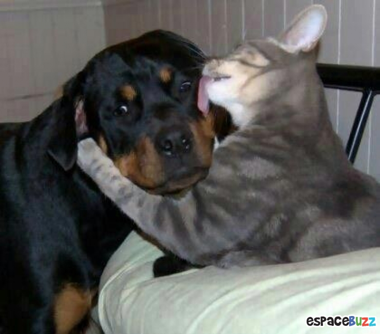 Illustration de l'article : Heureux comme chiens et chats : le Top 15