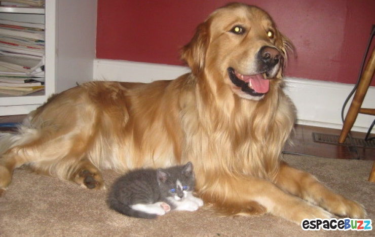 Illustration de l'article : Heureux comme chiens et chats : le Top 15