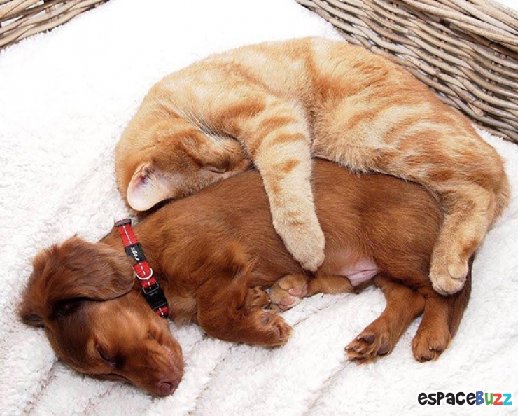 Illustration de l'article : Heureux comme chiens et chats : le Top 15