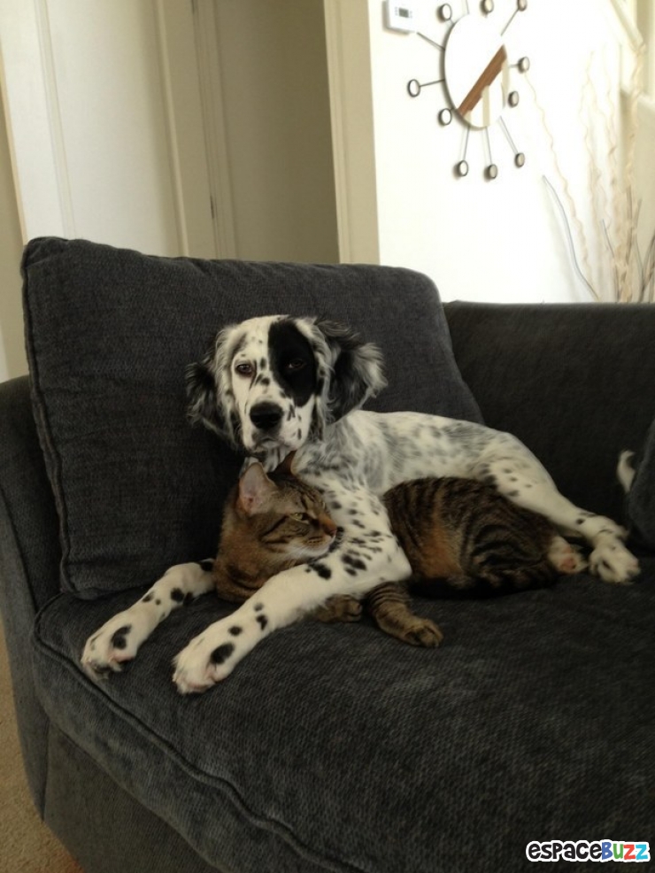 Illustration de l'article : Heureux comme chiens et chats : le Top 15