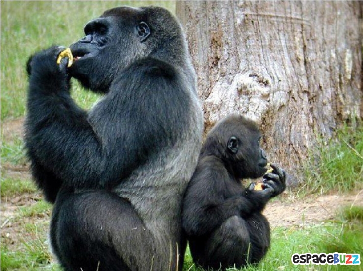 Illustration de l'article : Top 12 des bébés animaux qui font tout comme leurs parents