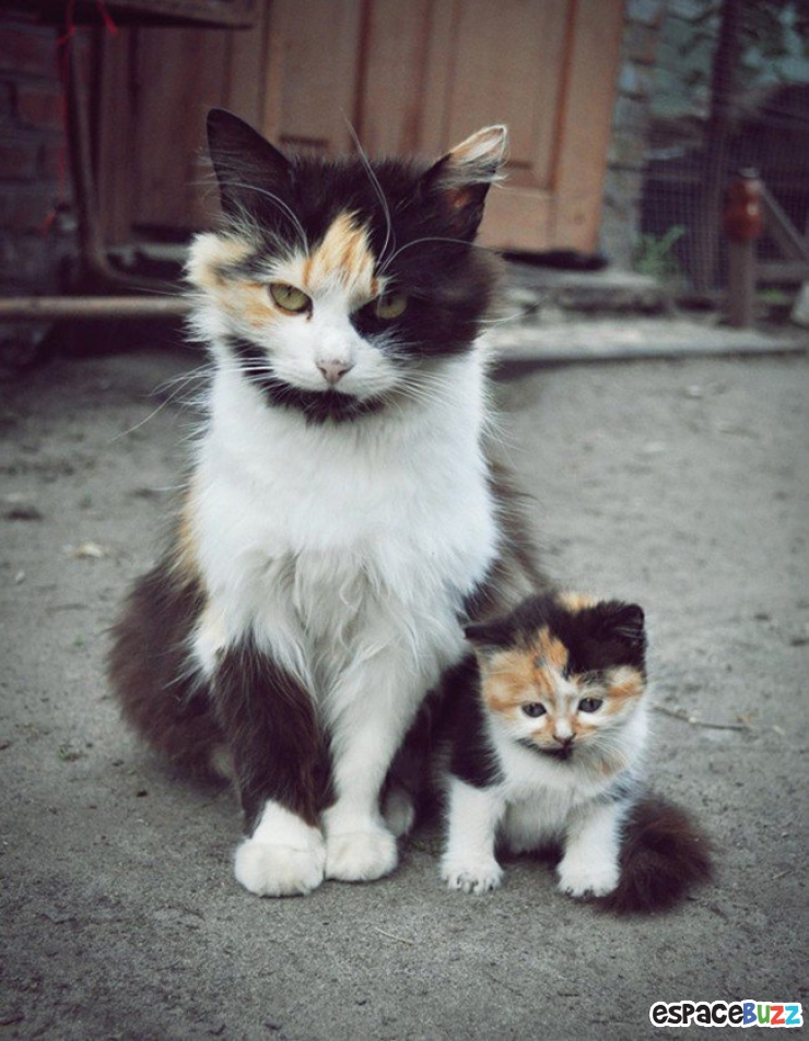 Illustration de l'article : Top 12 des bébés animaux qui font tout comme leurs parents