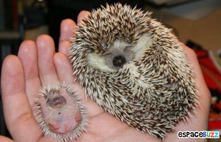 Illustration de l'article : Top 12 des bébés animaux qui font tout comme leurs parents