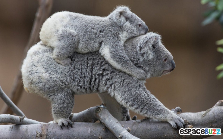 Illustration de l'article : Top 12 des bébés animaux qui font tout comme leurs parents