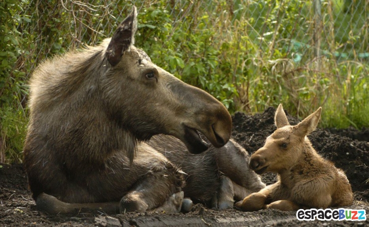 Illustration de l'article : Top 12 des bébés animaux qui font tout comme leurs parents