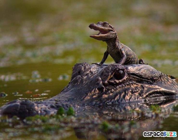 Illustration de l'article : Top 12 des bébés animaux qui font tout comme leurs parents